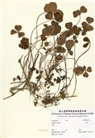 藏品(菽草)的圖片
